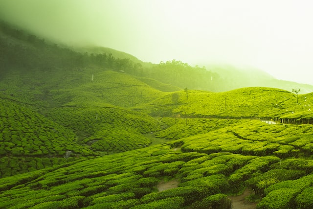 Munnar